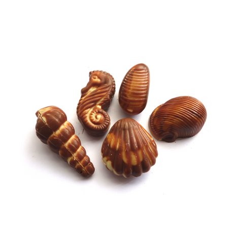 Handmade Belgian sea shells